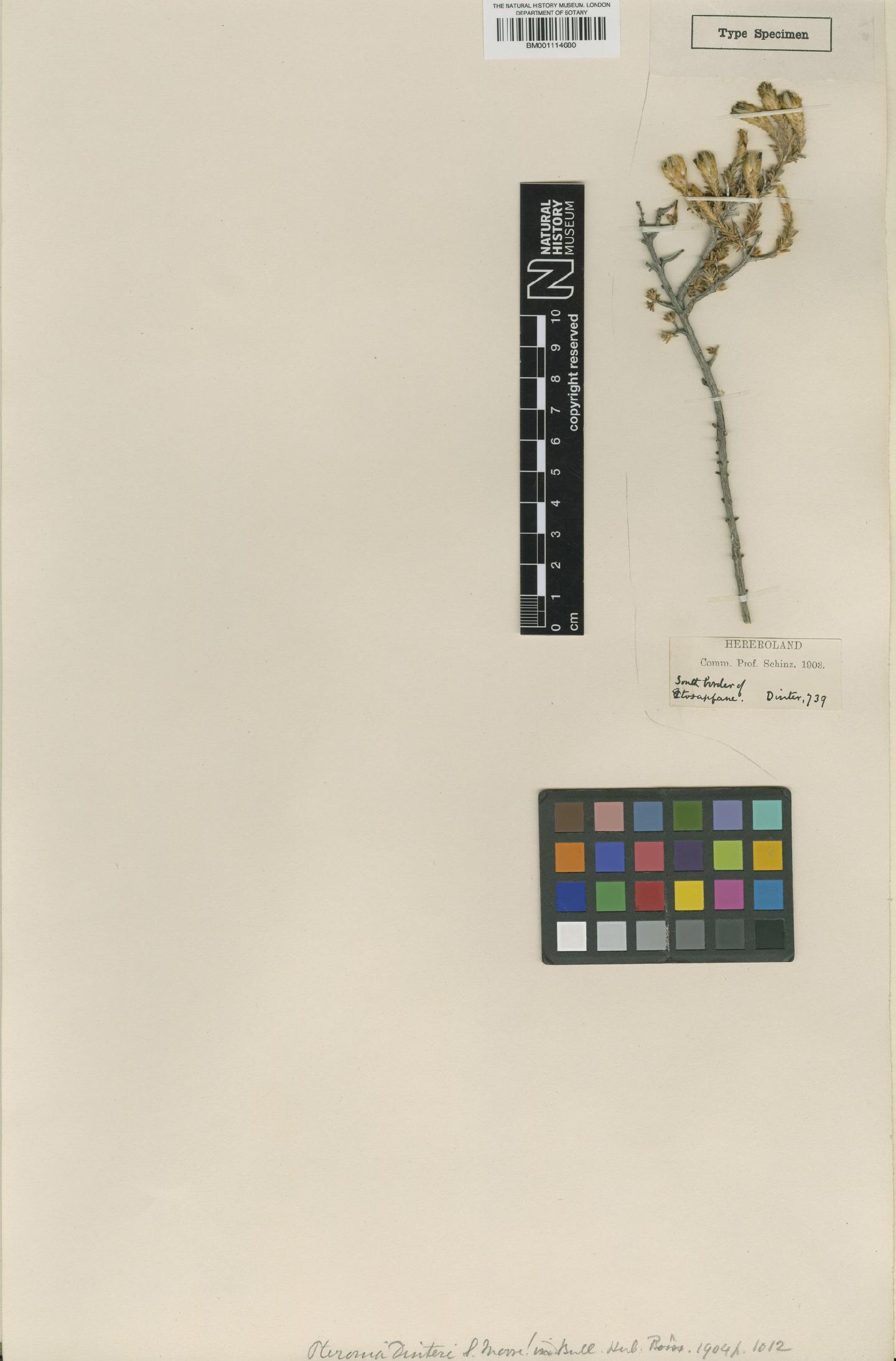 To NHMUK collection (Pteronia dinteri S.Moore; Type; NHMUK:ecatalogue:2662085)