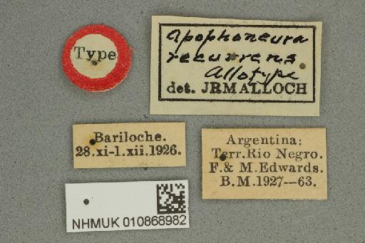 Apophoneura recurrens Malloch, 1933 - 010868982 Apophoneura recurrens allotype male labels