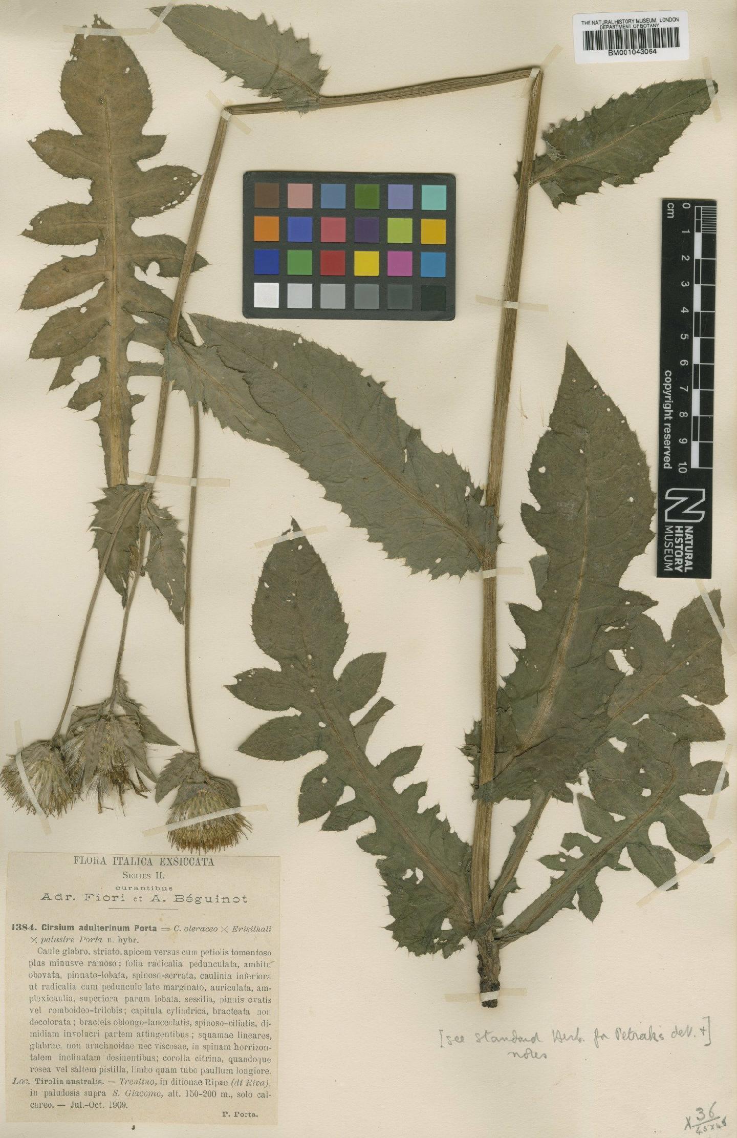 To NHMUK collection (Cirsium oleraceum (L.) Scop; type; NHMUK:ecatalogue:1973938)