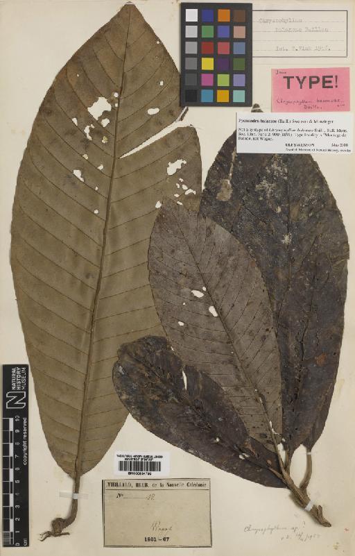 Pycnandra balansae (Baill.) Swenson & Munzinger - BM000834793.tif