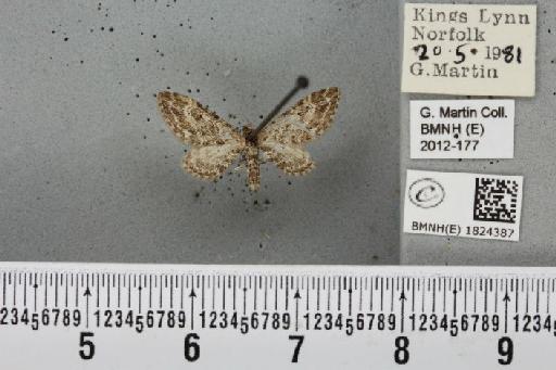 Eupithecia nanata (Hübner, 1813) - BMNHE_1824387_387137