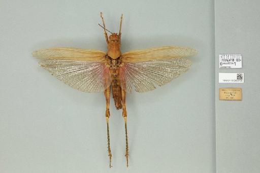 Valanga nigricornis fortis (Walker, 1870) - 012498436_71900_91489