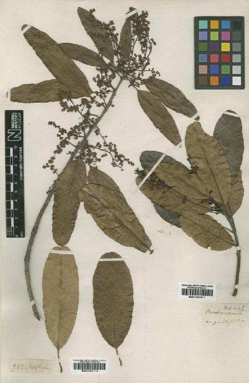 Buchanania angustifolia Roxb. - BM000947112
