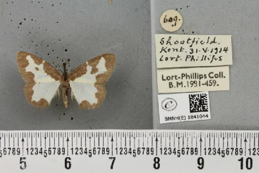 Lomaspilis marginata (Linnaeus, 1758) - BMNHE_1841044_419305