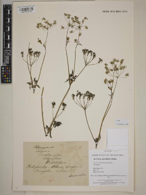 Anthriscus sylvestre (L.) Hoffm. - BM013858704