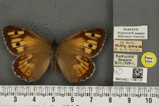 Hipparchia semele hibernica Howarth, 1971 - BMNHE_1100731_11822