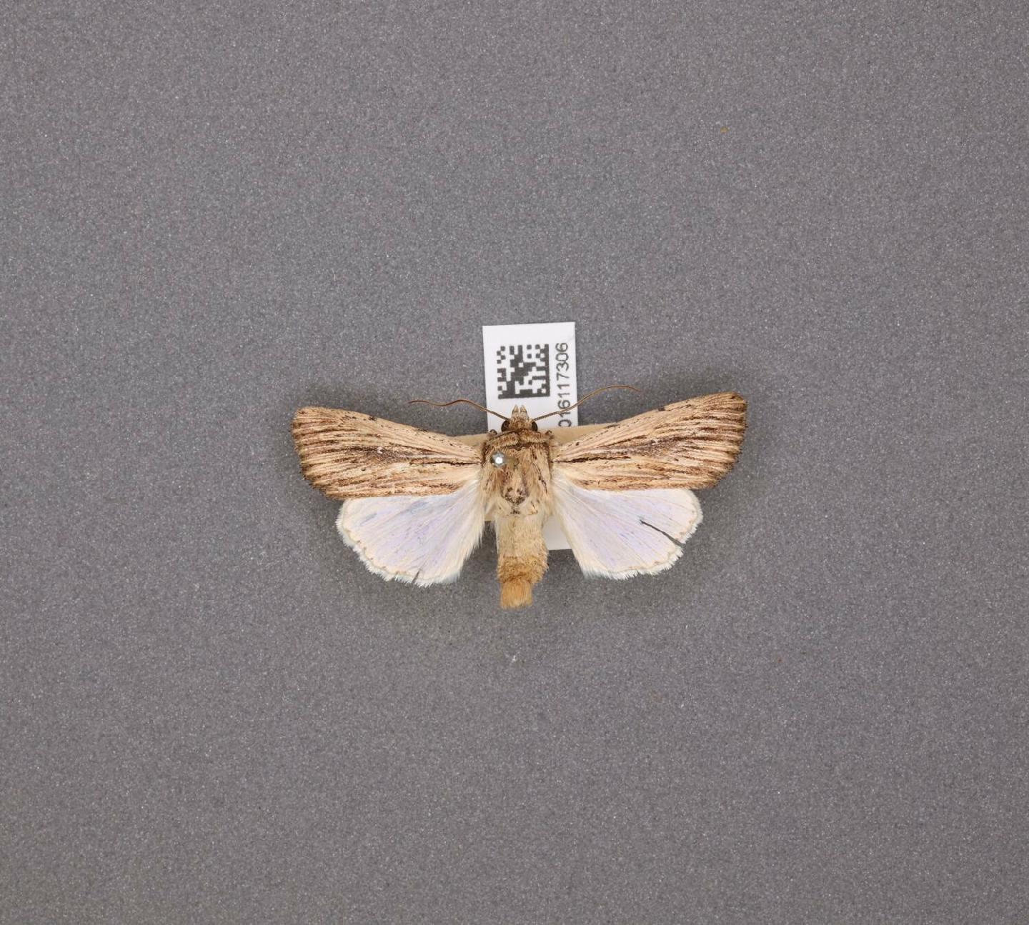 Leucania putrescens thumbnail
