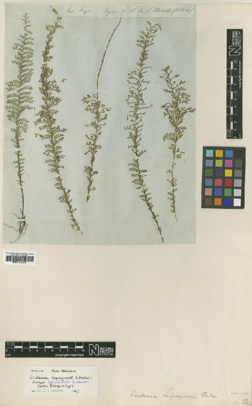 Lindsaea lapeyrousii (Hook.) Baker - BM001044377