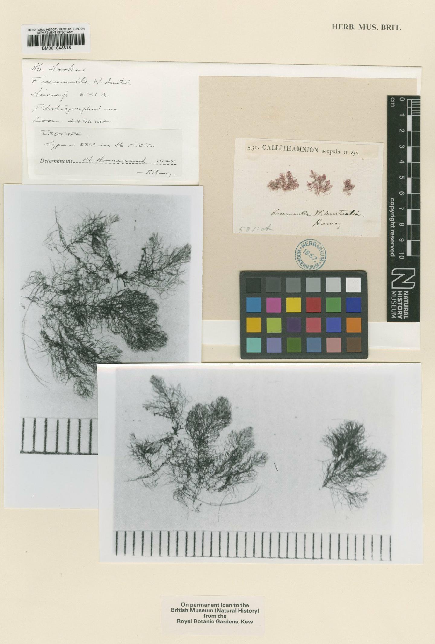 To NHMUK collection (Spongoclonium scopula (Harv.) De Toni; Isotype; NHMUK:ecatalogue:2389390)