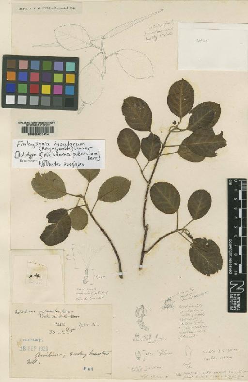 Finlaysonia insularum (King & Gamble) Venter - BM000630434