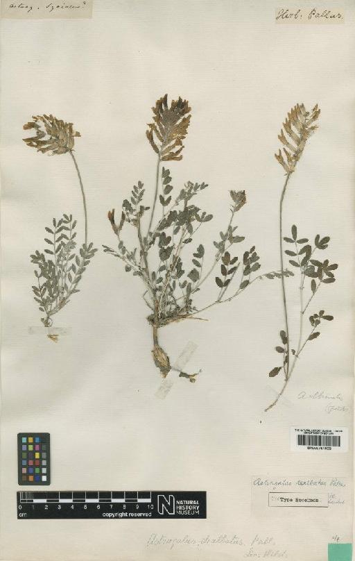 Astragalus albicaulis DC. - BM000751025