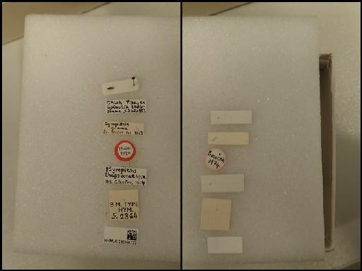 Sympiesis thapsianae Boucek, 1974 - Sympiesis thapsianae Boucek, 1974 NHMUK010198723 Hym Type 5.2364 labels