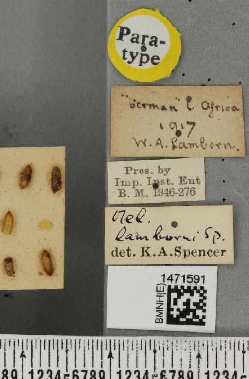 Melanagromyza solanidis Spencer, 1959 - BMNHE_1471591_label_46587
