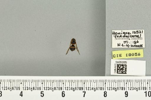 Bactrocera (Bactrocera) simulata (Malloch, 1939) - BMNHE_1435035_28496