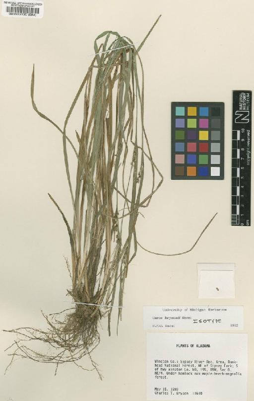 Carex brysonii Naczi - BM000583130