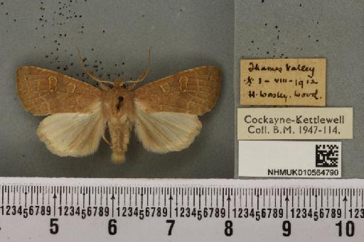 Cirrhia ocellaris (Borkhausen, 1792) - NHMUK_010564790_622372