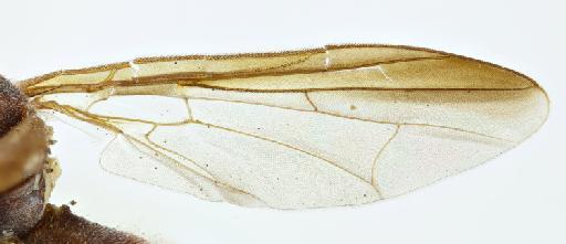 Bactrocera (Tetradacus) pagdeni (Malloch, 1939) - BMNHE 1440325 Bactrocera nr pagdeni right wing dorsal