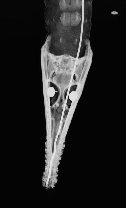 Crocodylus leptorhynchus - 1947.3.6.35 Crocodilus cataphractus TYPE Radiograph 1