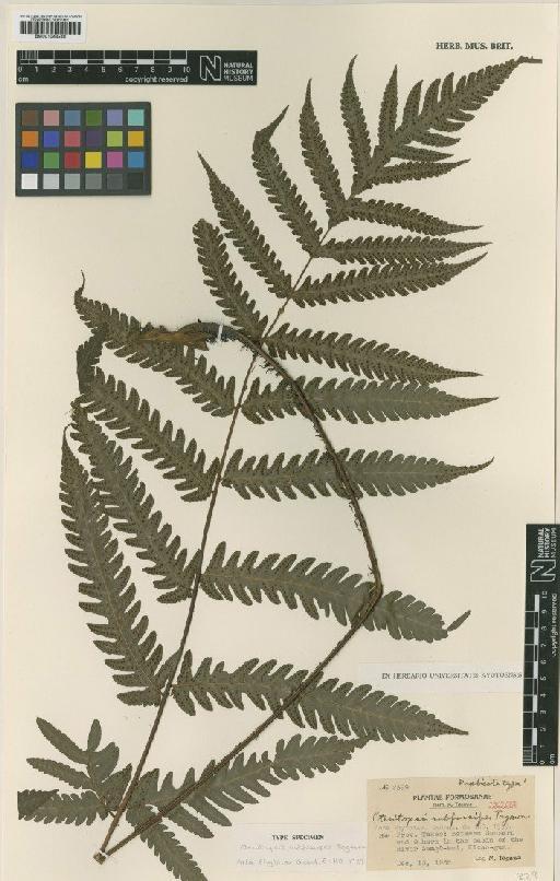 Tectaria dissecta (G.Forst.) Lellinger - BM001048540