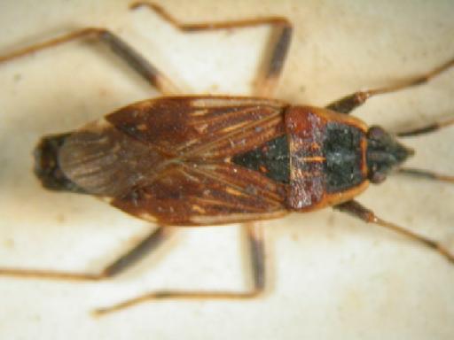 Aphanus discoguttatus Distant, 1918 - Hemiptera: Dieuches Dis