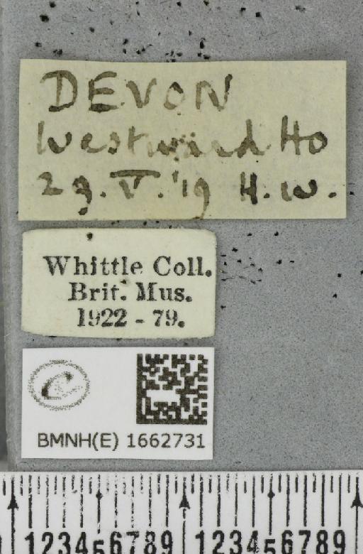 Wittia sororcula (Hufnagel, 1766) - BMNHE_1662731_label_290113