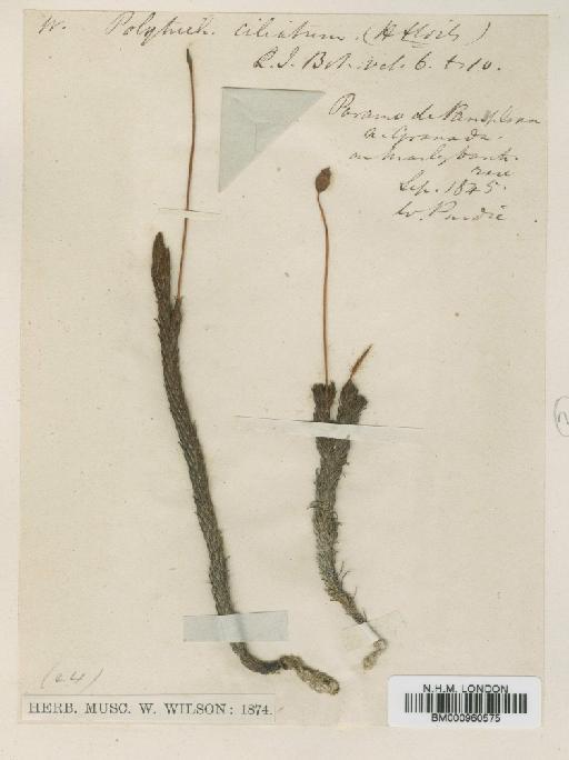 Polytrichadelphus ciliatus (Hook.f. & Wilson) Mitt. - BM000960575