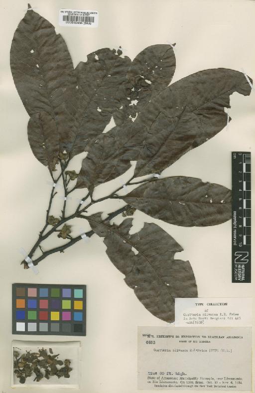 Guatteria punctata (Aubl.) R.A.Howard - BM000546438