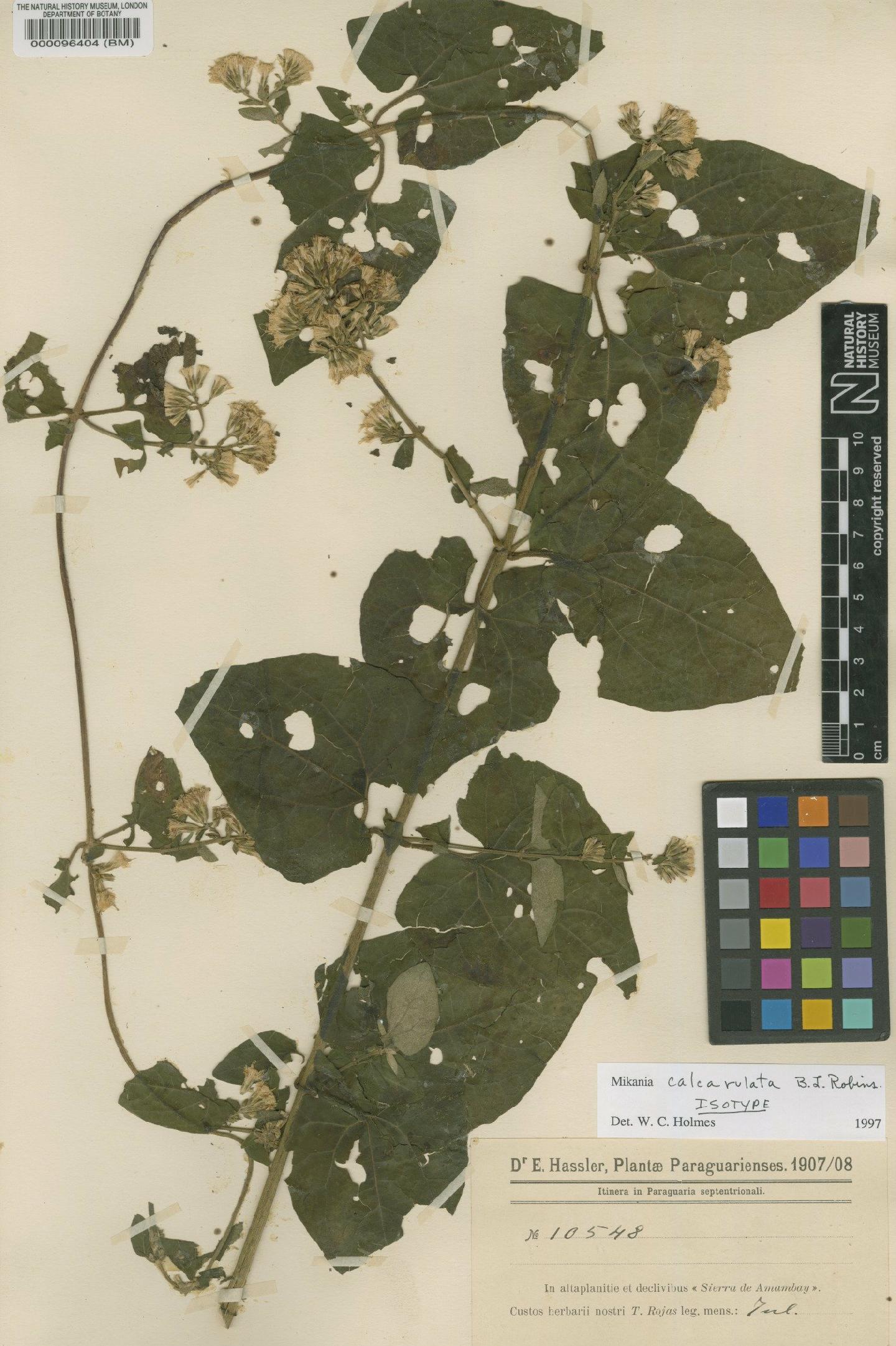 To NHMUK collection (Mikania calcarulata B.L.Rob.; Isotype; NHMUK:ecatalogue:4567120)