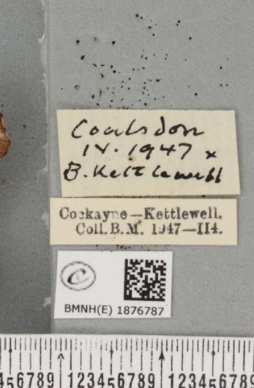 Selenia tetralunaria ab. nigrescens Cockayne, 1949 - BMNHE_1876787_label_449002