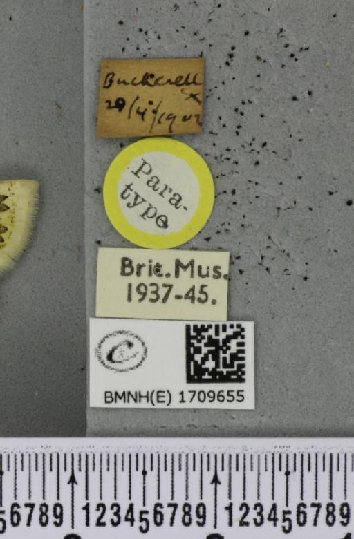 Cyclophora annularia ab. obsoleta Riding, 1898 - BMNHE_1709655_label_273392