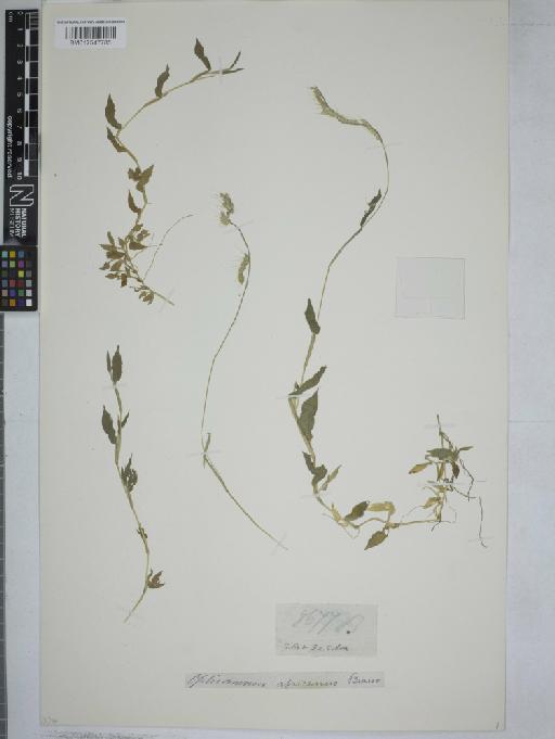 Oplismenus burmanni (Retz.) P.Beauv. - 012547785