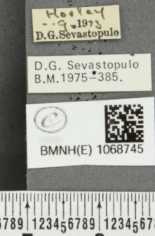 Coenonympha pamphilus (Linnaeus, 1758) - BMNHE_1068745_label_28193