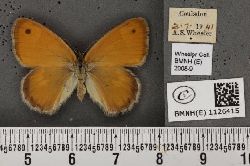 Coenonympha pamphilus (Linnaeus, 1758) - BMNHE_1126415_83604