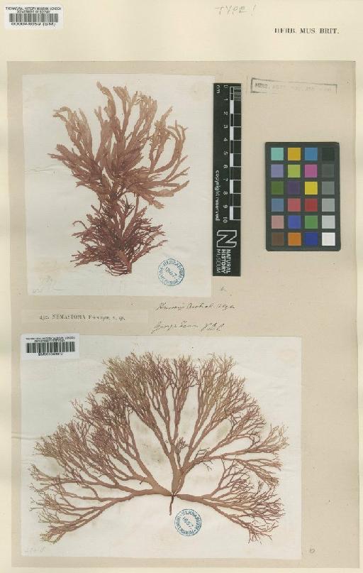 Tsengia feredayae (Harv.) Womersley & Kraft - BM000044059