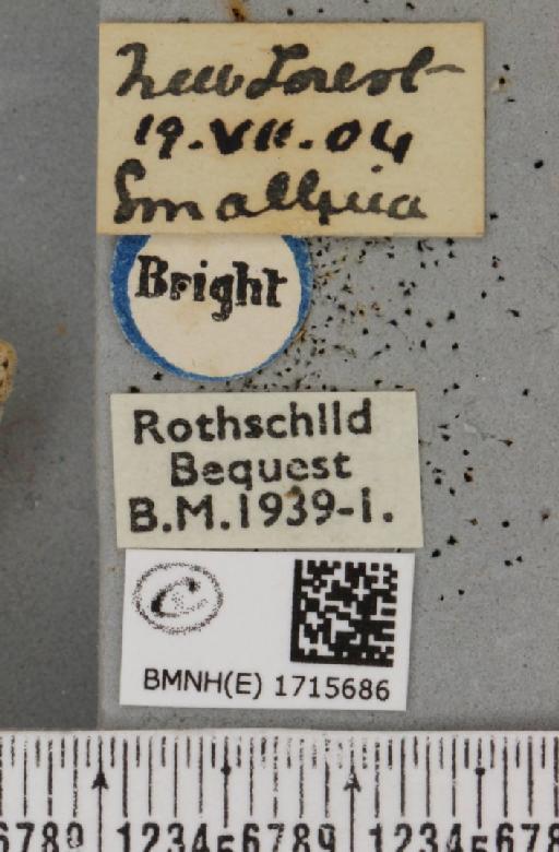 Scopula marginepunctata (Goeze, 1781) - BMNHE_1715686_label_268887