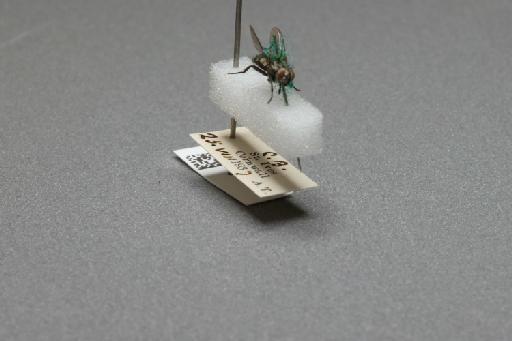 Sarcophaga (Myorhina) nigriventris Meigen, 1826 - 015092318_additional_4
