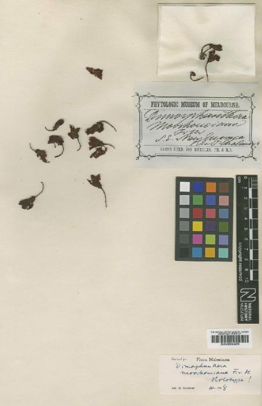 Dimorphanthera amblyornidis var. moorhousiana F.Muell. - BM000996479