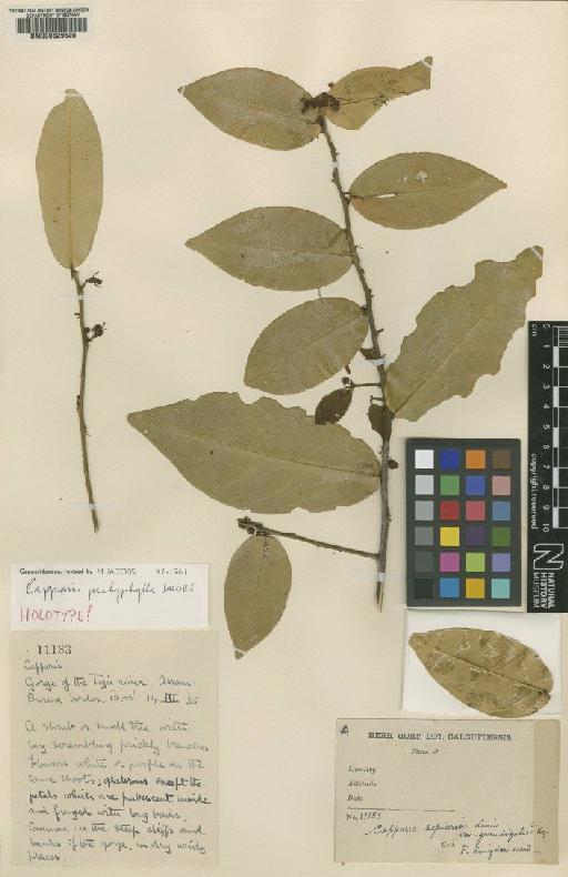 Capparis pachyphylla Jacobs - BM000629520