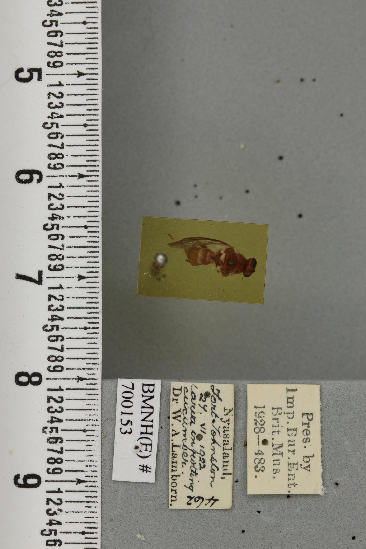 Dacus bivittatus