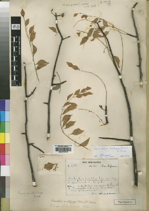 Commiphora multijuga (Hiern) Schum - BM000798765