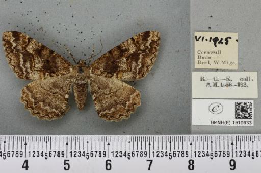 Alcis repandata repandata (Linnaeus, 1758) - BMNHE_1910933_478104