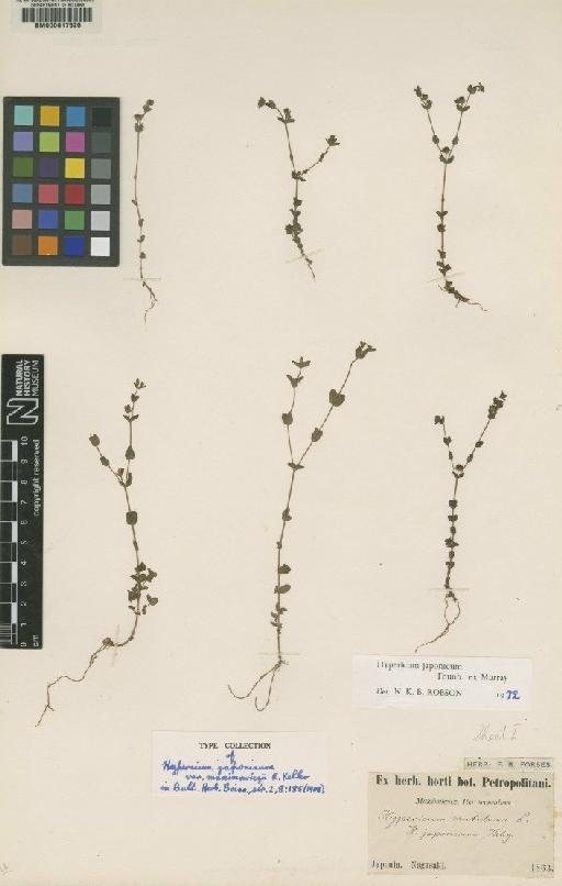Hypericum japonicum Thunb. - BM000617520
