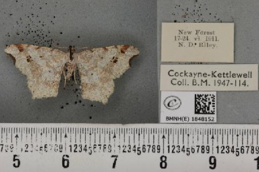 Macaria alternata ab. lineata Lempke, 1952 - BMNHE_1848152_420823