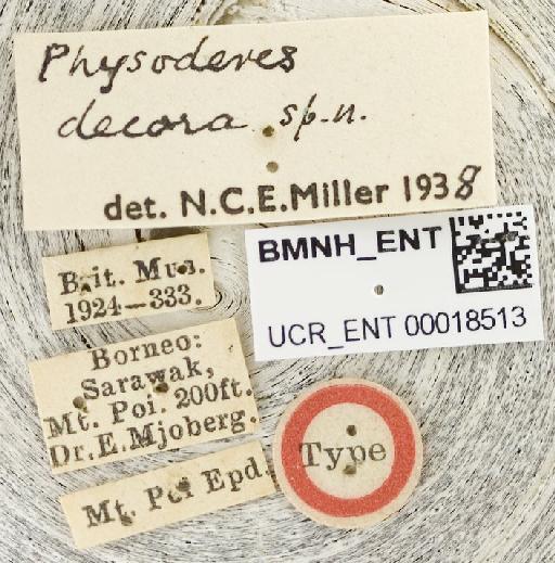Physoderes decora Miller, N.C.E., 1940 - Physoderes decora-BMNH(E)1706231-Holotype female labels UCR_ENT 00018513