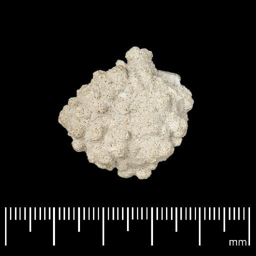 Cellepora informata Lonsdale, 1845 - NHM-UK_PI_D_53197