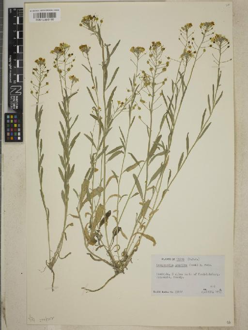 Lesquerella gracilis subsp. gracilis - BM013393190