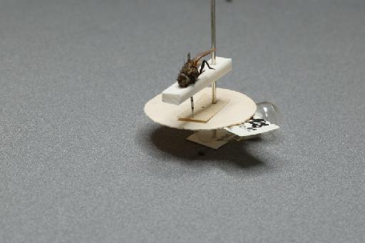 Sarcophaga (Myorhina) nigriventris Meigen, 1826 - 015091390_additional_3