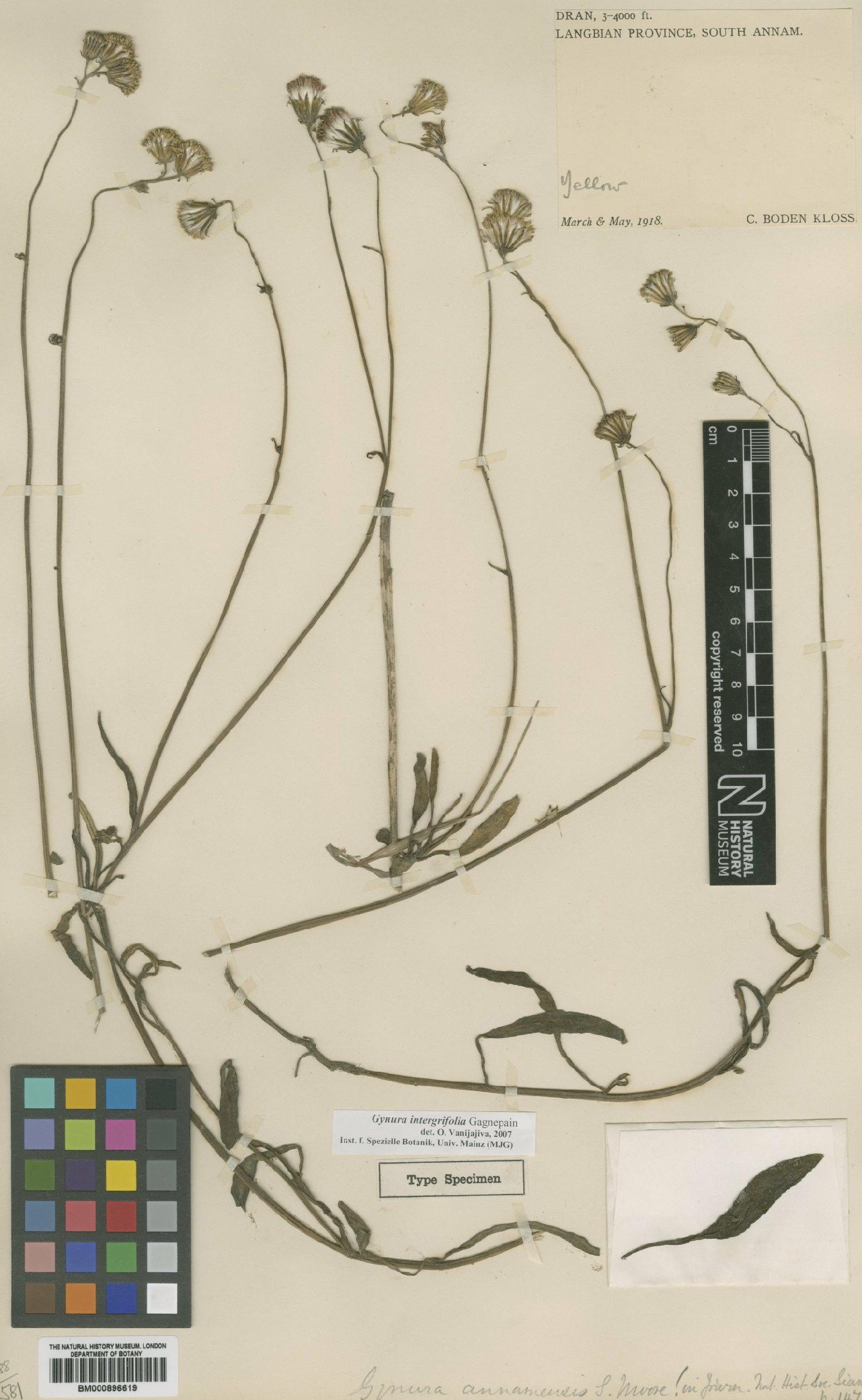 To NHMUK collection (Gynura integrifolia Gagnep.; Type; NHMUK:ecatalogue:4667572)