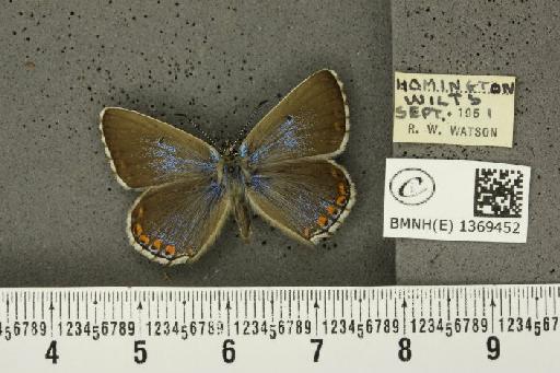 Lysandra bellargus ab. rufescens Tutt, 1909 - BMNHE_1369452_183822
