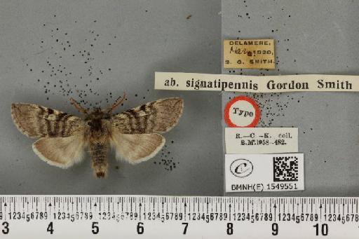 Achlya flavicornis galbanus ab. signatipennis Smith, 1947 - BMNHE_1549551_239201